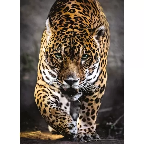 hqc walk of the jaguar - puzzle 1000 pezzi