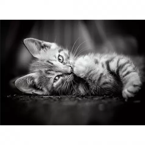 kitty - puzzle 1000 pezzi high quality collection