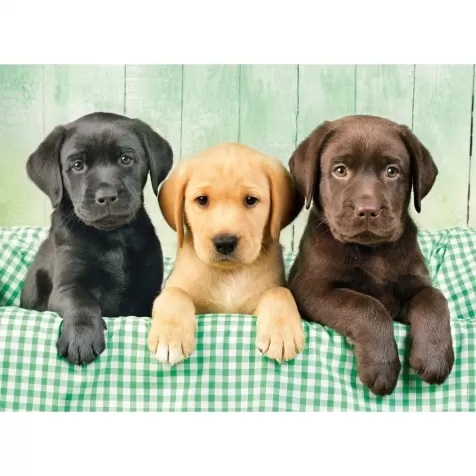 i tre labrador - puzzle 1000 pezzi