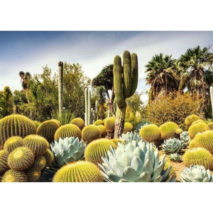 the huntington desert garden, california, usa - puzzle 1000 pezzi