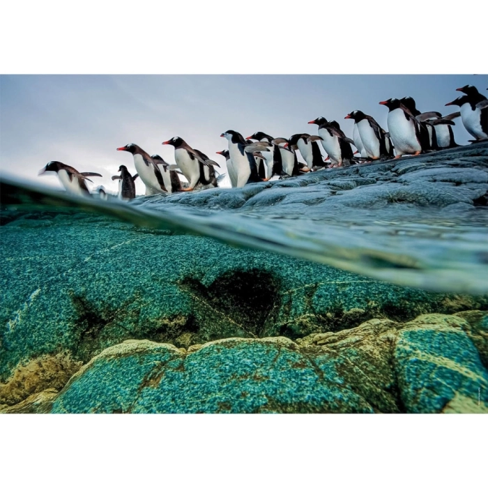 national geographic - pinguini - puzzle 1000 pezzi