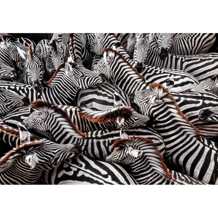 national geographic - zebre - puzzle 1000 pezzi