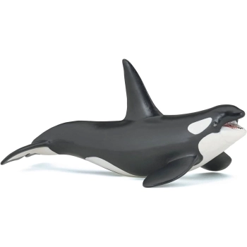 killer whale