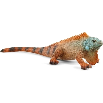 iguana