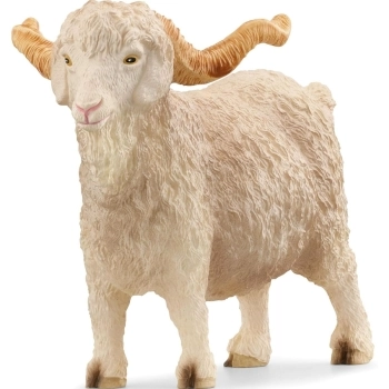 capra d’angora maschio