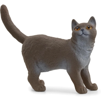 gatto british shorthair